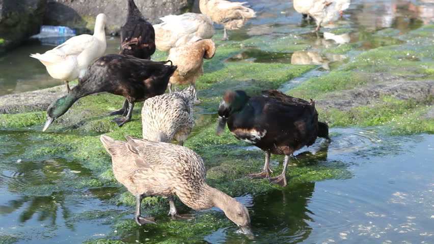 Group of ducks