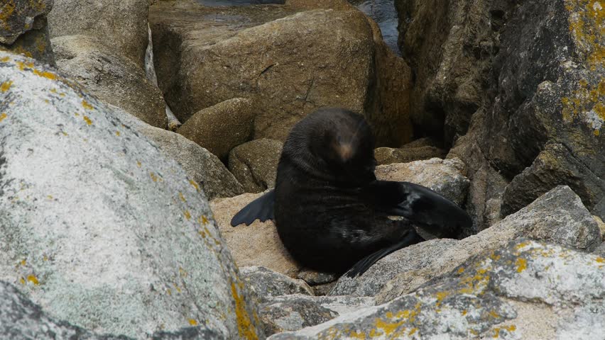 a new zealand fur seal grooms its fur at separation point in new zealand