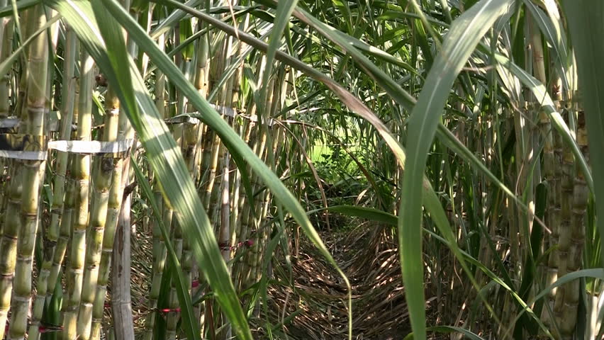 Sugar cane field, Taiwan (zoom out)