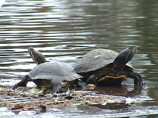 Red-eared Slider", AKA "Red-eared Terrapin" and subspecies "Trachemys scripta elegans" sunbath on a rock in a duck pond