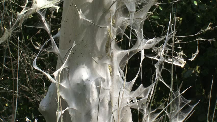 Shrub covered with silk web of Ermine moth larvae, Yponomeuta evonymella.