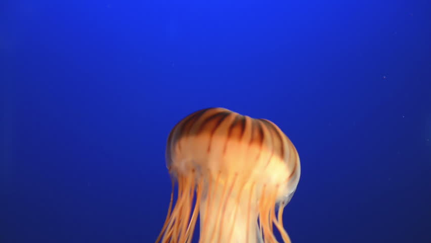 Orange jellyfish (Chrysaora fuscescens or Pacific sea nettle) in blue ocean water