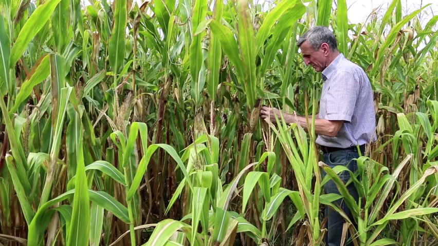 Farm worker in a cornfield