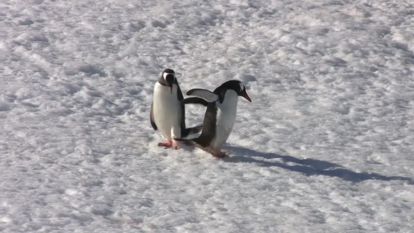 Gentoo Penguin, Antarctica