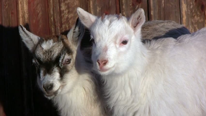 Two kid goats playing outdoors a late winter afternoon