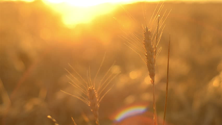 Head of wheat set against the sunset, the crop ready for harvest on an Australian farm.
