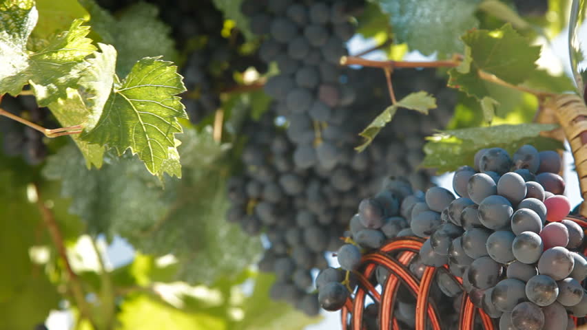 Fresh Dark Blue Grapes In Wicker Basket Against The Vine
