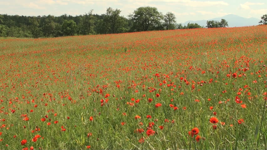 Large field of poppy flowers in Tuscany swaying in the wind