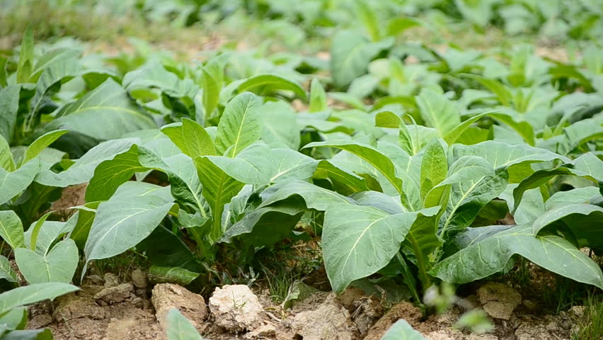 tobacco farm and farmer take apply fertilizer for plants