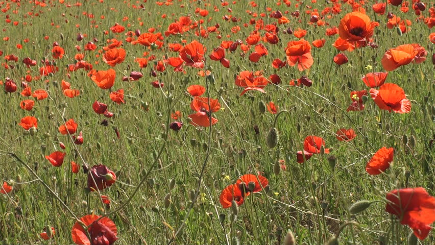 Field of poppy flowers in Tuscany swaying in the wind