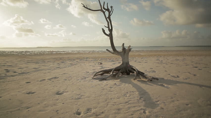 Harbour Island Lone Tree (2 shots)