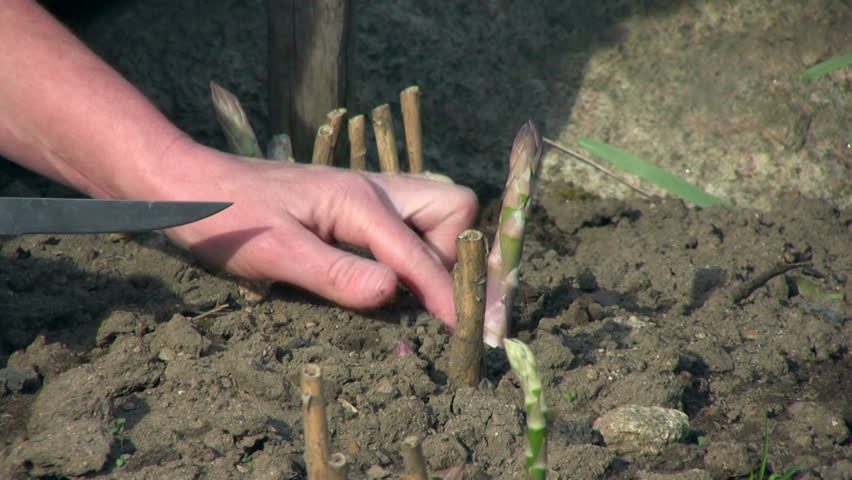 asparagus harvest in organic garden
