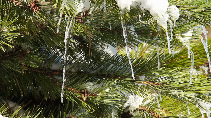 Icicle Pine 3. Icicles hanging off a pine tree after a cold winter blizzard. Some melting and dripping indicating the warmth of spring is approaching.