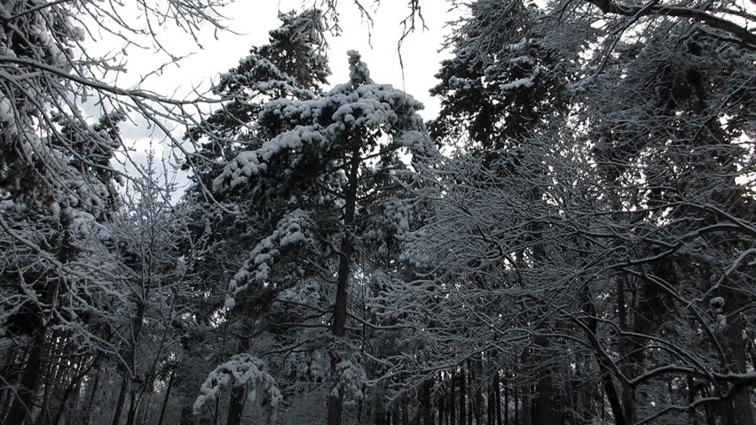 Tilt of a snowfall in the forest with a man walking by.