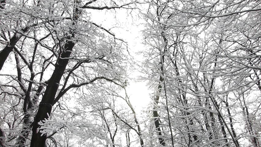 Tilt of a snowfall in the forest.  