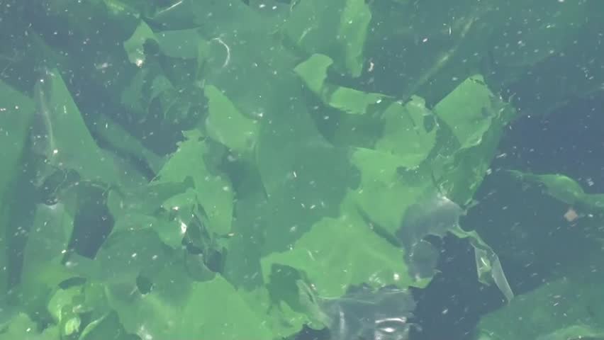 Seaweed dancing in the water of the Marmara Sea early spring