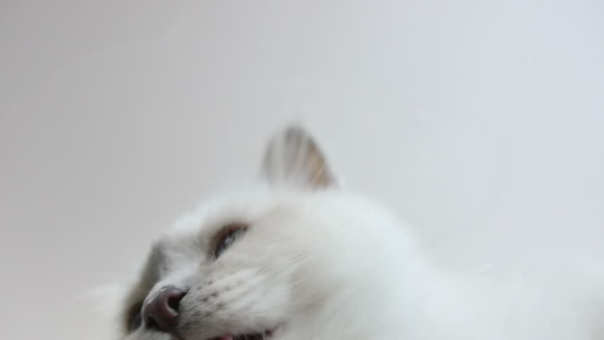 underneath view of beautiful white Birman cat drinking water with his cute pink tongue. Appears to lick the lens. 