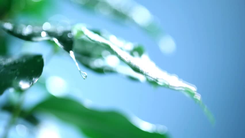leafs under rain