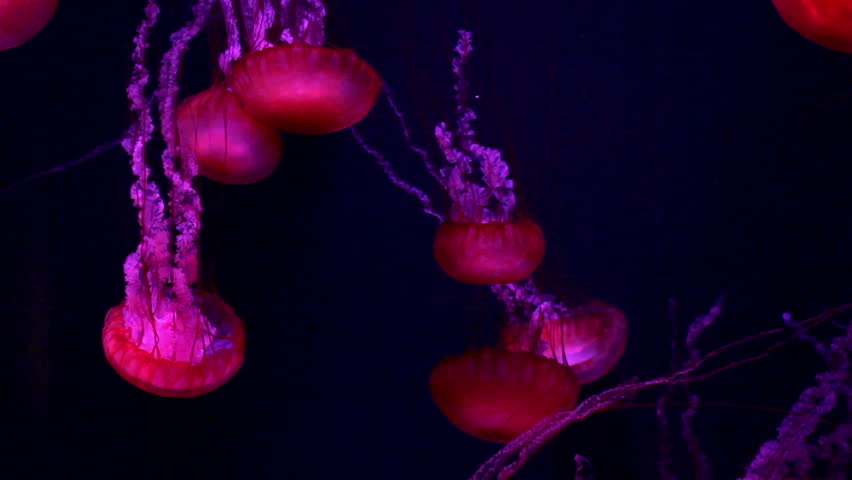 Red giant jellyfish medusa in a black void, natural background