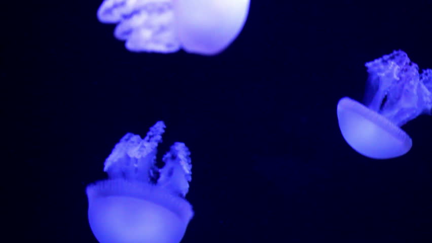 jellyfish medusa in a black void, natural background