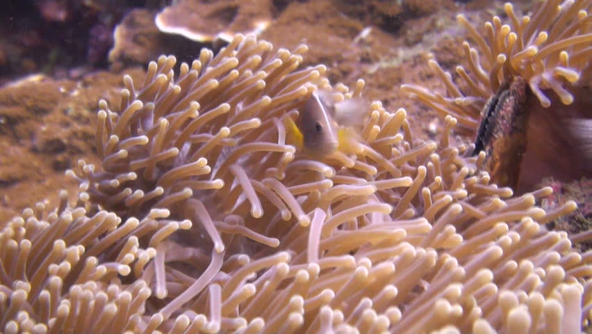 Underwater, a beautiful shot of a tropical Anemone with a pink anemone fish, Angle 1