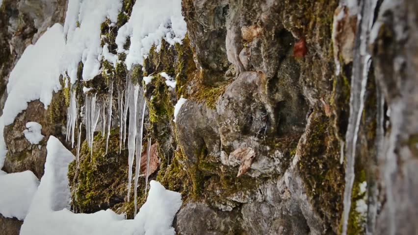 icicle and ivy