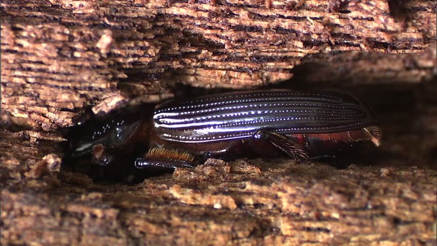 Shiny black beetle burrowing in rotten wood