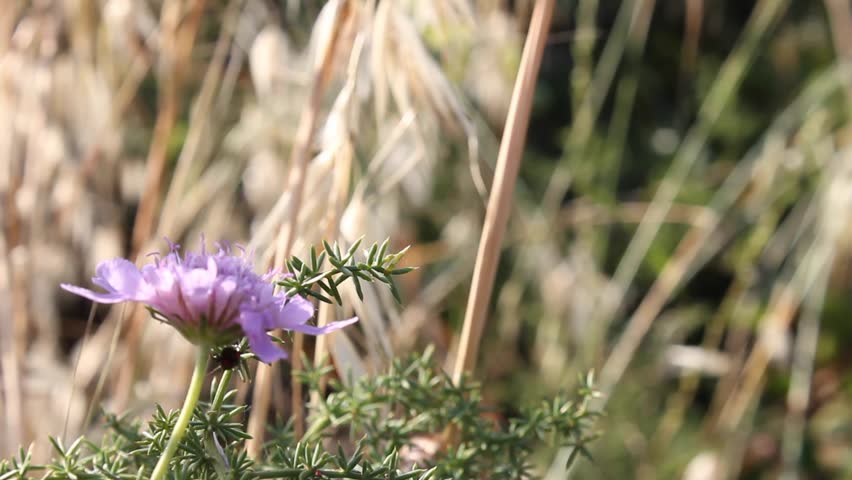 Two Satyrium ilicis butterfly dating in summer.