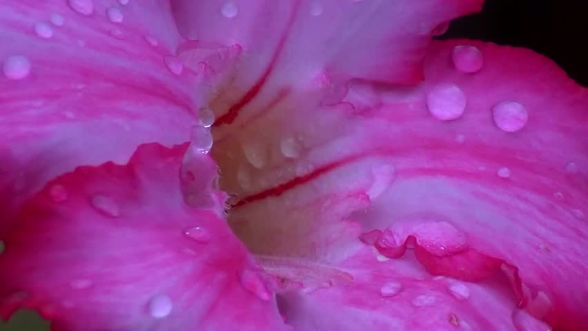 Ziegenfuss-Morning Glory (Ipomoea pes-caprae)