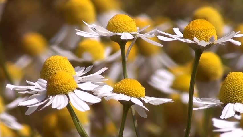 Chamomile flowers