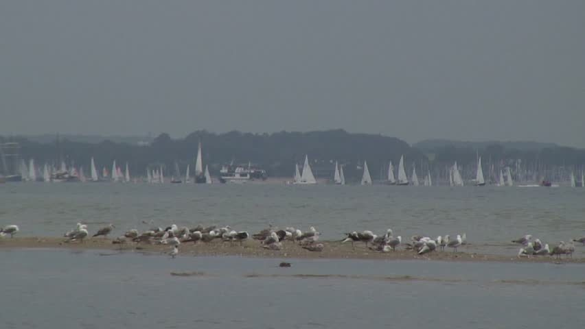 Seagulls on a sandbar