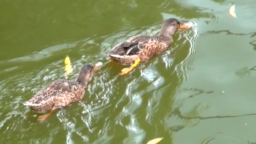Mallard (Anas platyrhynchos)