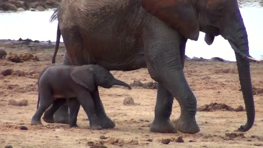 African elephants (Loxodonta africana)