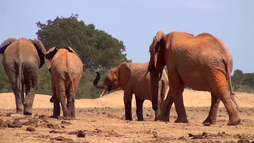 African elephants (Loxodonta africana)
