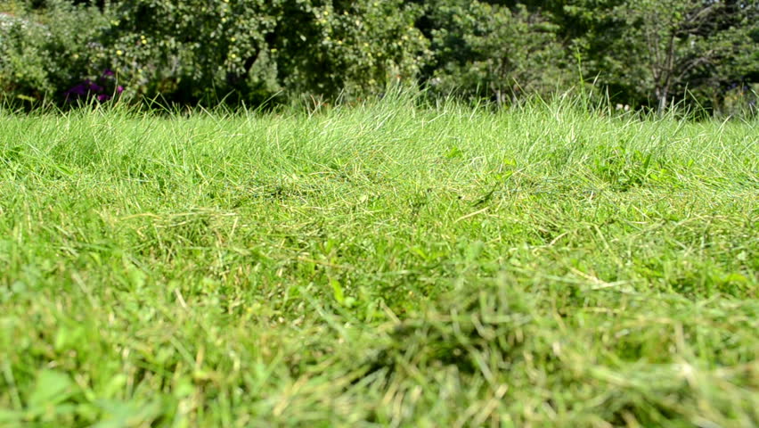 meadow grass closeup and lawn cutter mower worker pass