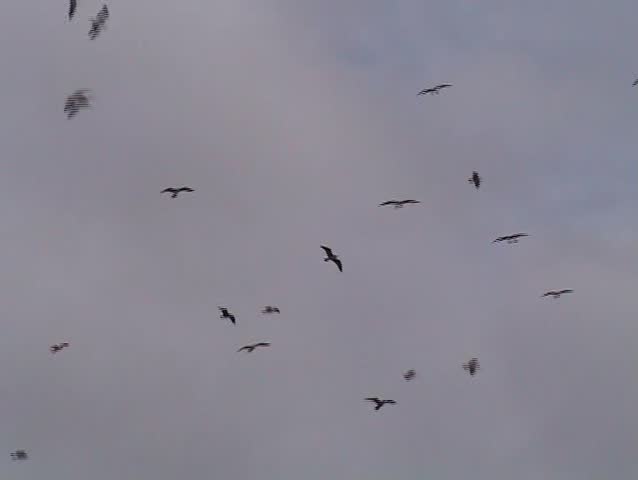 Flock of gulls flying against sky in beach