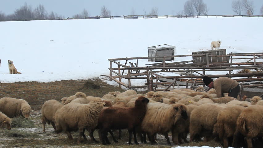 Shepherd peasant feeding the sheep with hay during winter