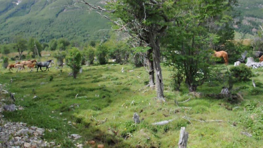 View from "End of the World" train. Ushuaia, Argentina