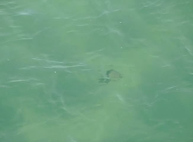 Stingray in Ocean 01 Slow Motion 240fps California