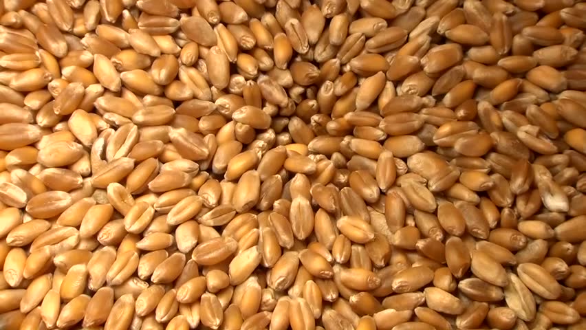 Wheat flour mill in