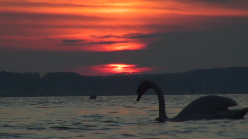 Swan at sunset