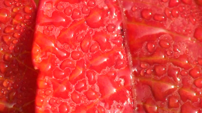 Sumac