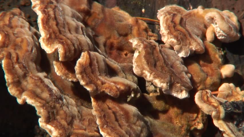Tree fungus