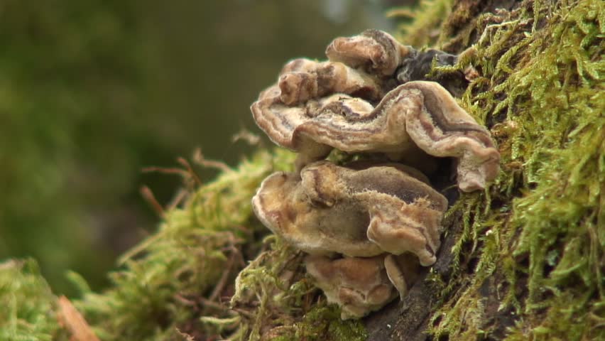 Fungus on an apple tree