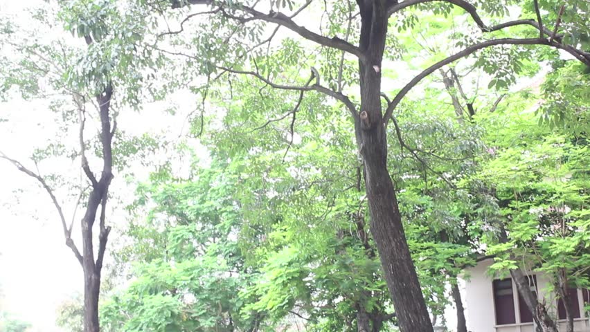 Pink trumpet flowers falling from tree