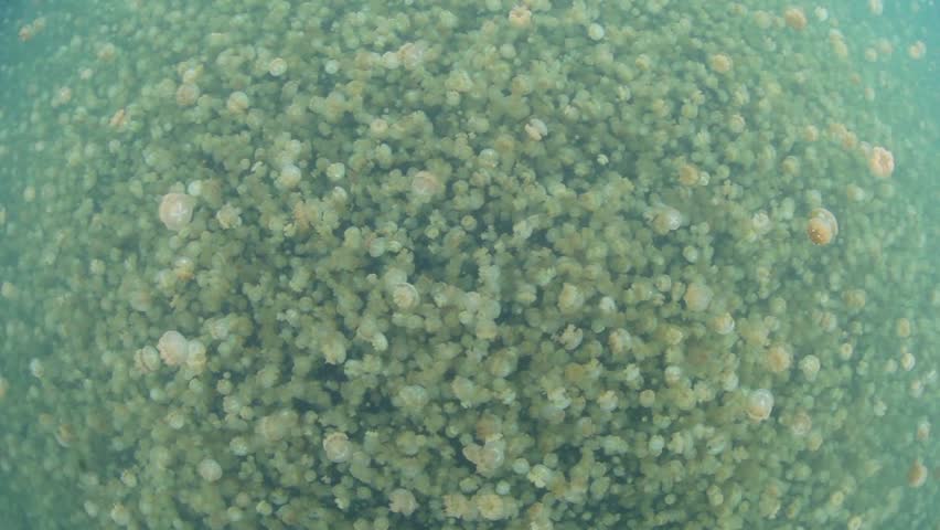 Millions of endemic jellyfish (Mastigias papua etpisonii) exist in an isolated marine lake within Palau's Rock Islands.  The jellies have adapted a unique migratory behavior throughout each day.
