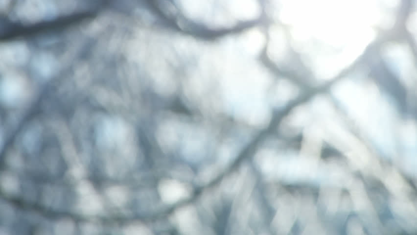 Shot of frozen, frosted, branches being backlit by the morning sun.