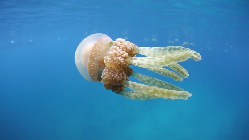 A jellyfish (Mastigias papua) swims just under the surface of a calm lagoon in Raja Ampat, Papua, Indonesia.  This species has a symbiosis with photosynthetic zooxanthellae.