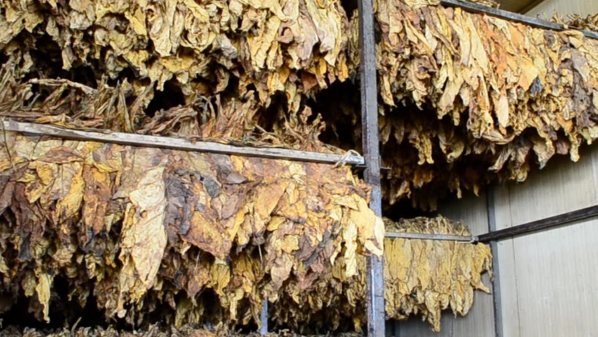 dry tobacco leaf in stove