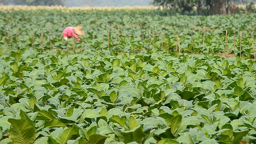 pack dry tobacco leaf to factory